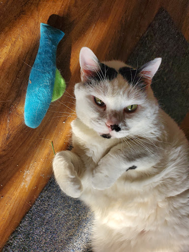 Pet Health Center Lynn Haven - Thumbnail