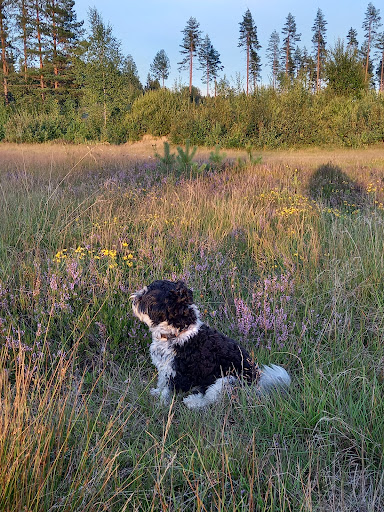 Arvika Smådjursklinik