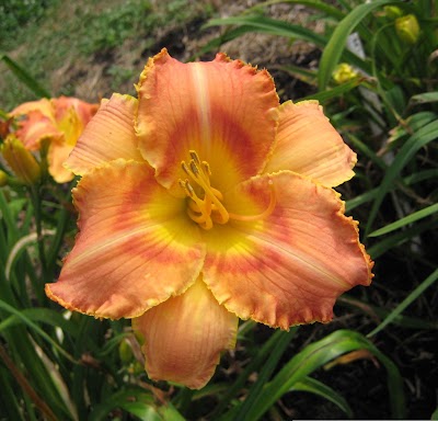 New Every Morning Daylily Gardens