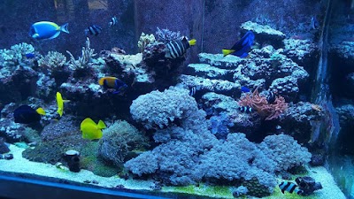 Top Notch Tanks Aquarium Services