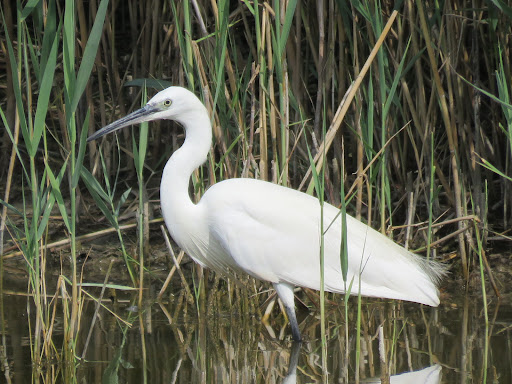 Riserva Naturale dell'Isola di Carbona - Thumbnail