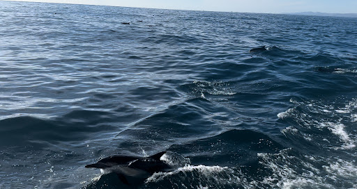 Condor Express Whale Watching Gallery - United States