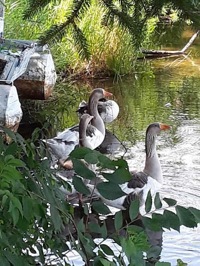 Beaver Springs Fishing Park