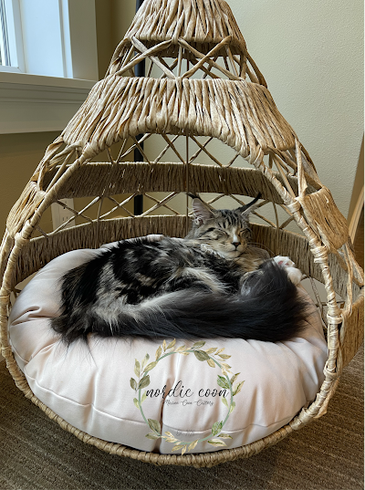 Nordic Coon Maine Coon Cattery