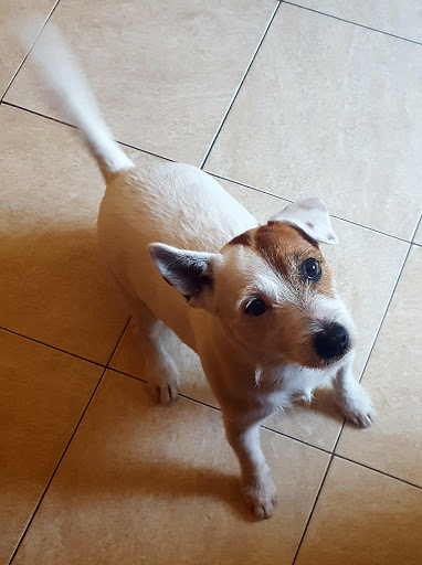 Ambulatorio Veterinario Torrimpietra - Thumbnail