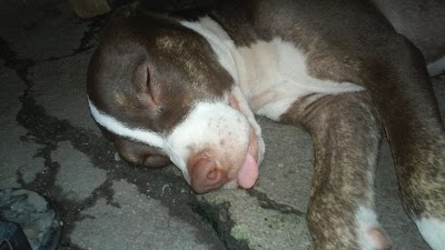 Photos of Ayre group Honduras