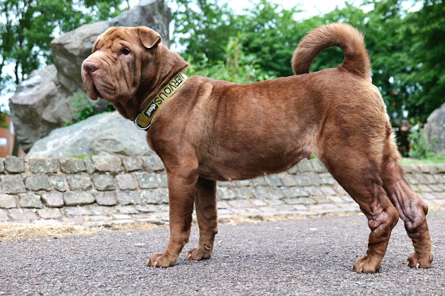 Leicester PDSA Pet Hospital - Veterinarian