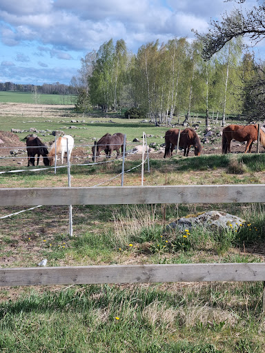 Iskrokens Icelandic horses - Thumbnail
