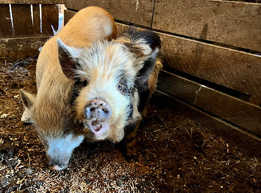 Ironstone Creek Farm - Thumbnail