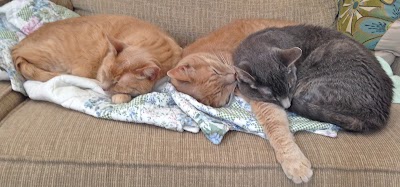 veterinary-care