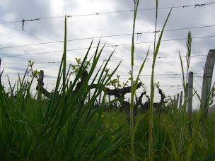 Photo n°6 de La Salamandre à Mosnes (Chambre d'hôtes)