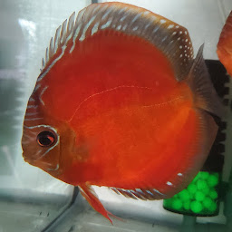 Photo n°30 de Discus Farm JDL France à Longpont (Éleveur)