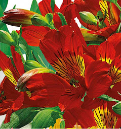 Photo n°6 de Pepinieres Jacques Briant à Verrières-en-Anjou (Service d'e-commerce)