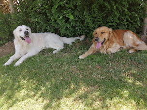 Photo n°13 de 4PAT' Taxi Animalier chiens et chats à Curtafond (Service de transport et d'accompagnement)