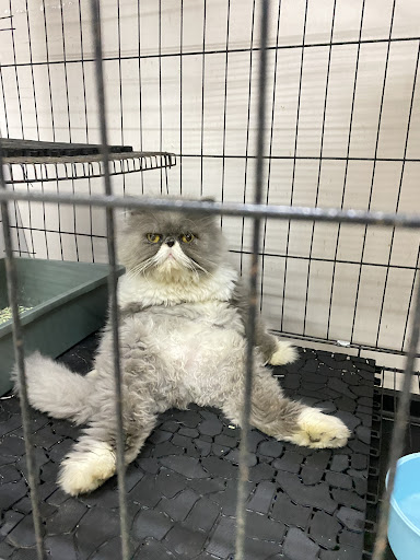AbidAariz Cat house