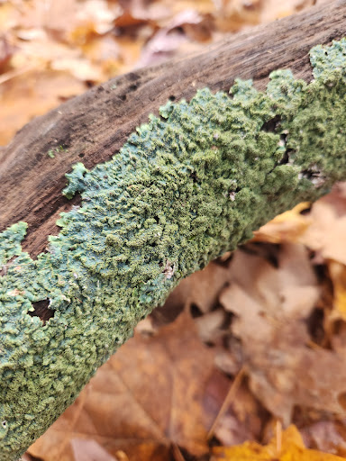 Mangan Woods - Thumbnail