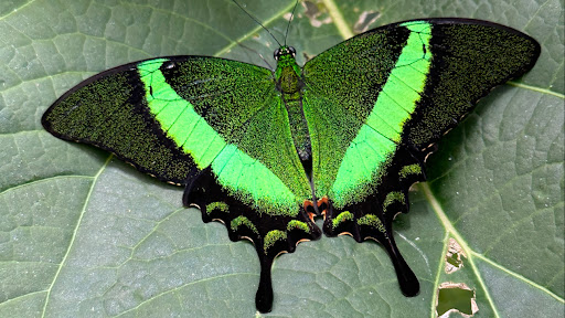 Butterfly Gardens @ Middleton Common Farm