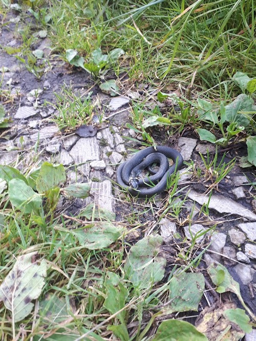 Čužu purva dabas taka