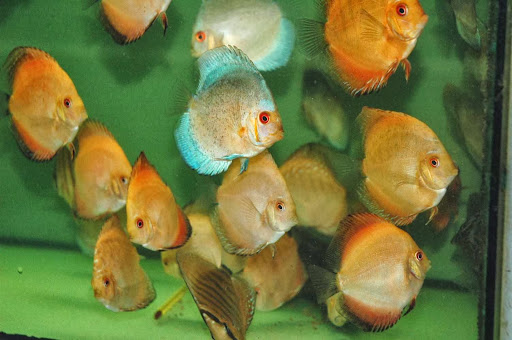 APC Snake Discus Gallery - France