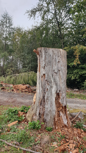 Batzenbaum - Visual