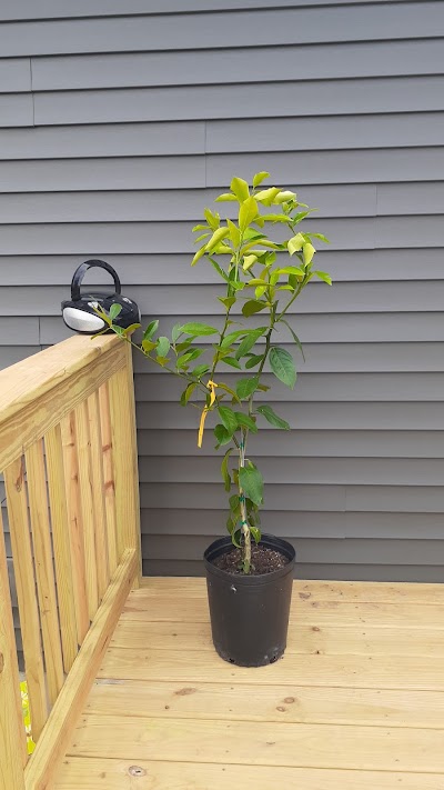 Lemon Citrus Tree