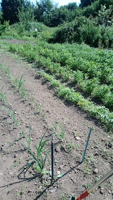 Ely Great Farm Allotments cardiff