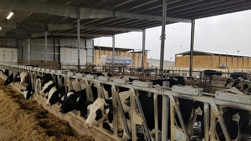 VanBedaf Dairy - Thumbnail