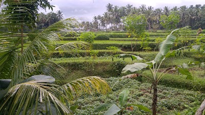 Photos of Villa Orchid