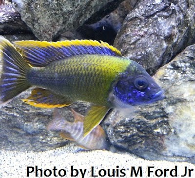 Photos of KGTropicals