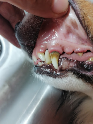 Veterinaria Dr. Treviño - Thumbnail