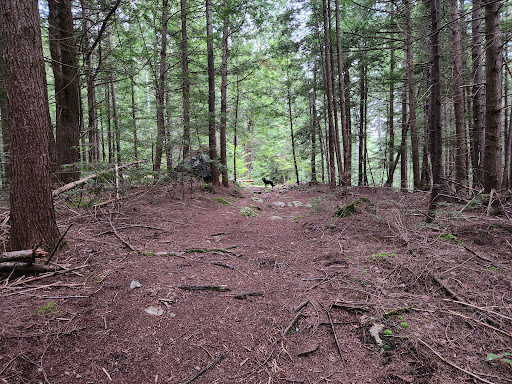 Webb Forest - Thumbnail