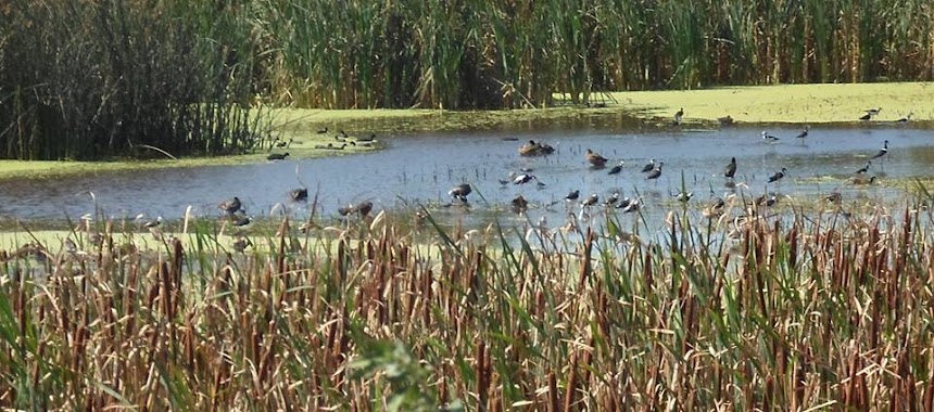 Reserva Natural Integral y Mixta Laguna de Rocha, Author: Laguna de Rocha