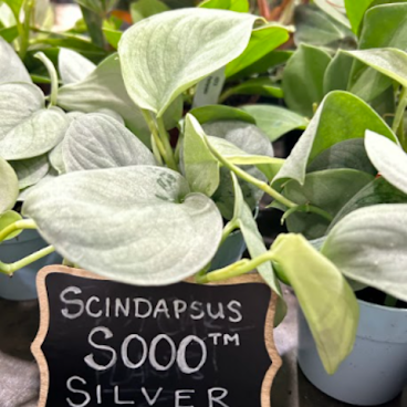 Ed's Plant Shop by null