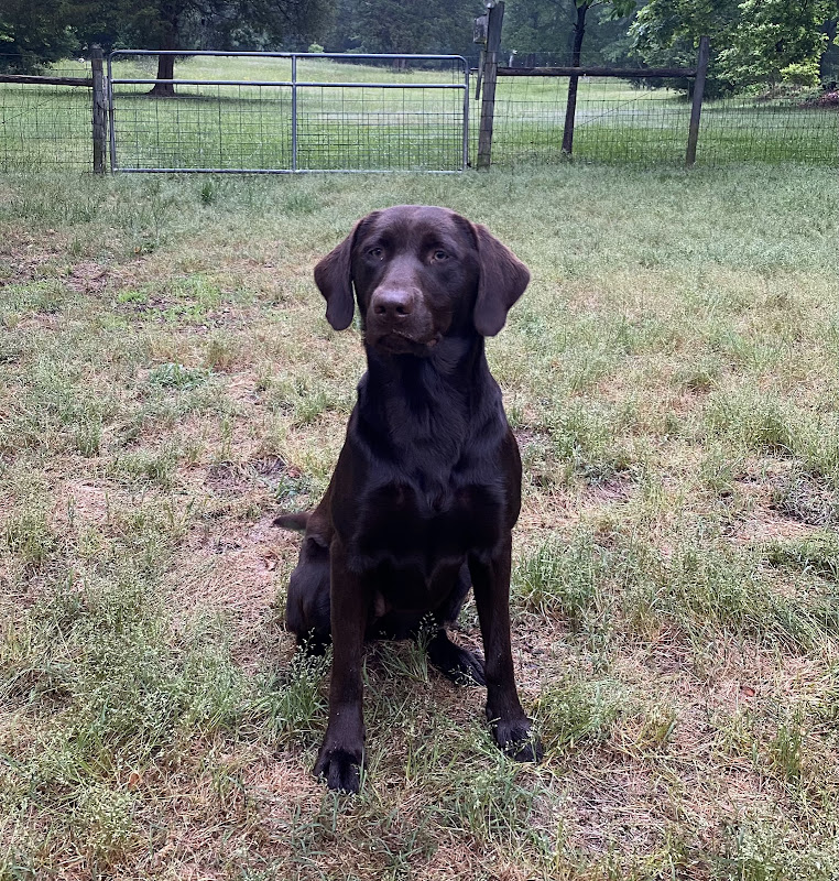 Old Salem Kennel, Inc. photo