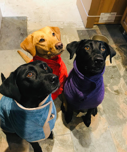 Distinctive Pets - Visual