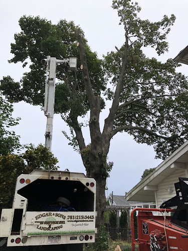 Edgar and Sons Tree Service