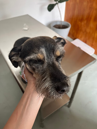 Mascotte Pet Care & Groom - Thumbnail
