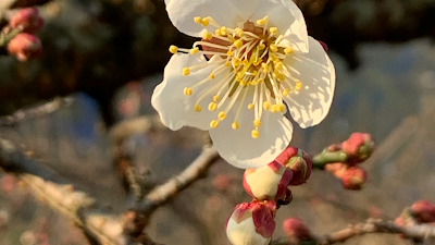 株式会社紀州本庄うめよし