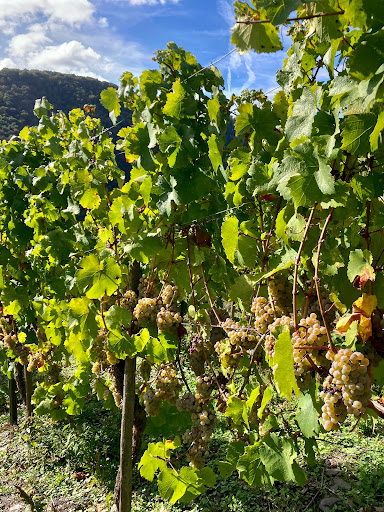 Winery Peter Göbel - Thumbnail