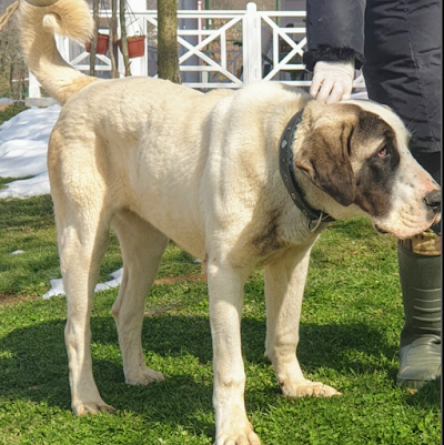 Aksaray Malaklı raising the Malakl Dog Farm