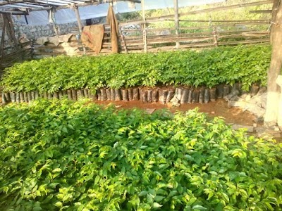 Photos of Kushwha Nursery