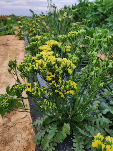 Fuhrmann Flowers (Farmer-Florist for Weddings & Events) - Thumbnail