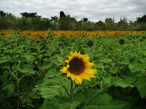 Campo de flores el carrizal - Thumbnail