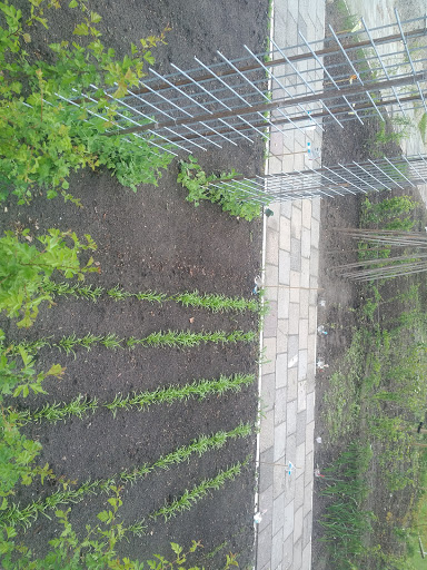 Treftuin Roden - Thumbnail