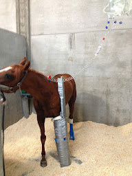 Photo n°2 de Clinique Vétérinaire Equine du G5 à Autingues (Vétérinaire)