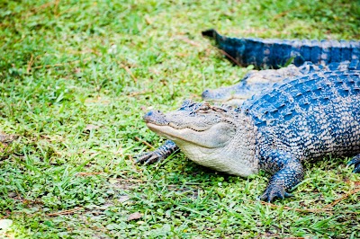 Alabama Gulf Coast Zoo