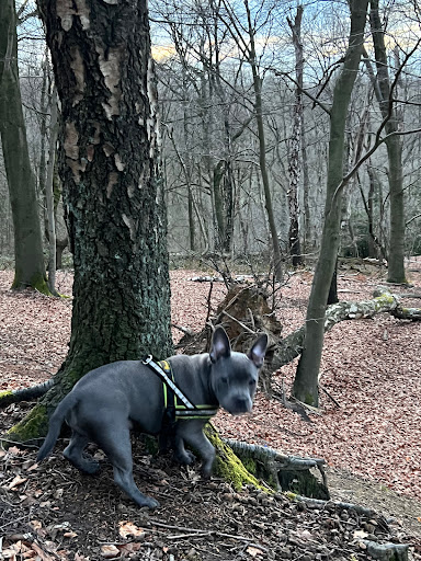 Bergbos - Visual
