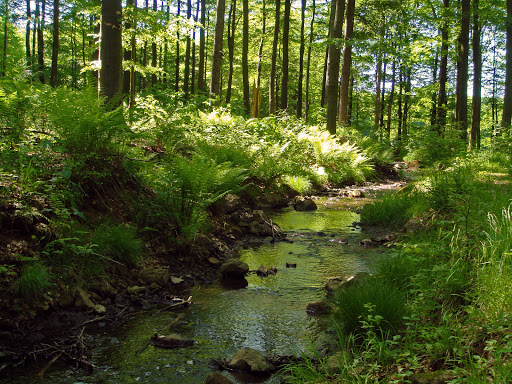 High Vogelsberg Nature Park - Thumbnail