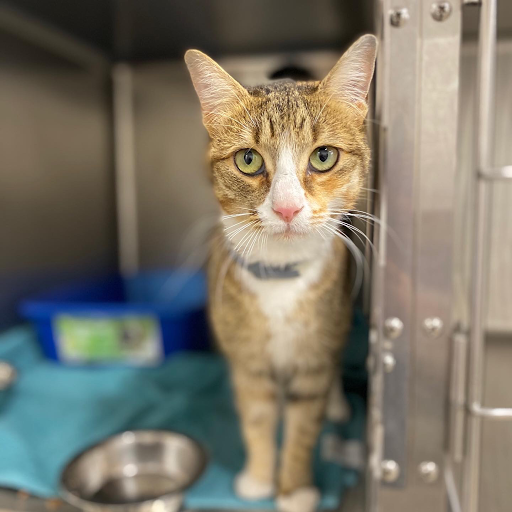 Feline Veterinary Medical Center - Thumbnail