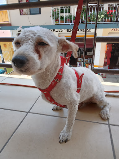 Clinica Veterinaria Sucupira